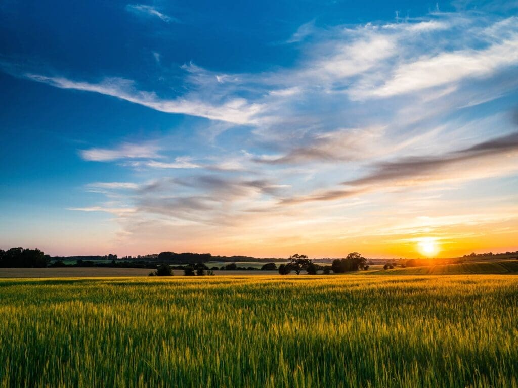 Wheat Field Kansas Sunset